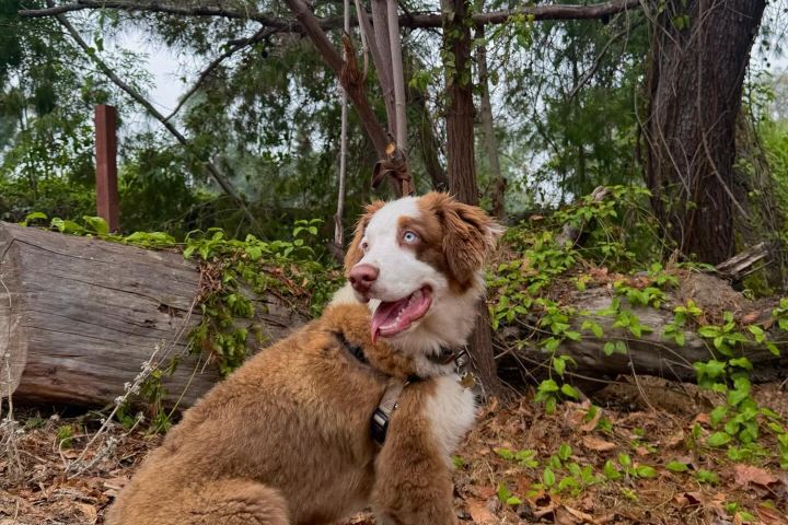 4. Perro en Huntington Dog Beach Huntington Dog Beach @luca_theaussiee (Instagram)