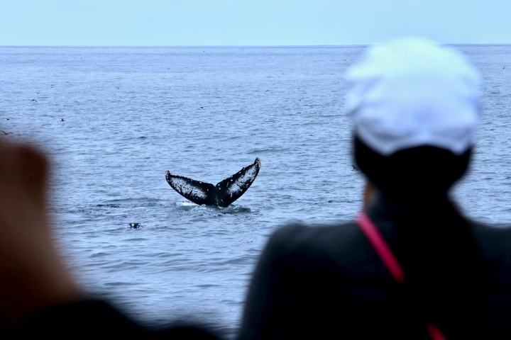 5. Avistamiento de orcas. Foto - James Lee (Unsplash)