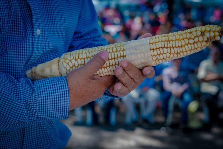 6 Elote gigante de Jala. Foto - Gobierno Municipal de Jala (Facebook)