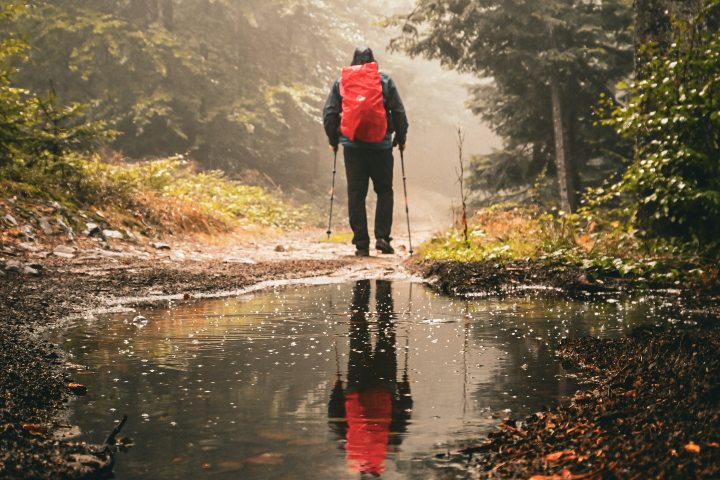 6. Bosque con lluvia. Foto - Sylwia Bartyzel (Unsplash)