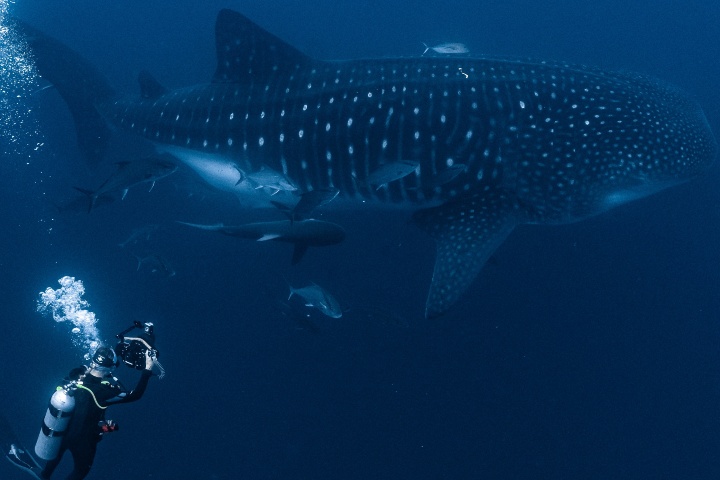 6. Buzo con tiburón ballena. Foto - @galapagosskyliveaboard (Instagram)