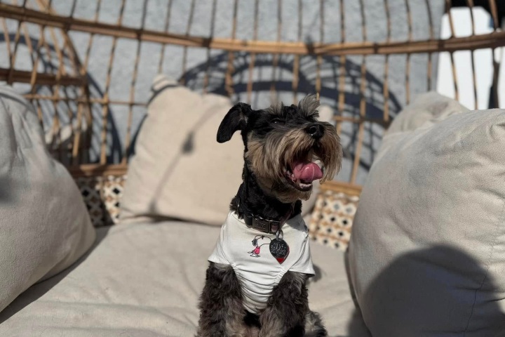 6. Perro en Comfy Home Dog Boarding . Foto - Comfy Home Dog Boarding (Facebook)