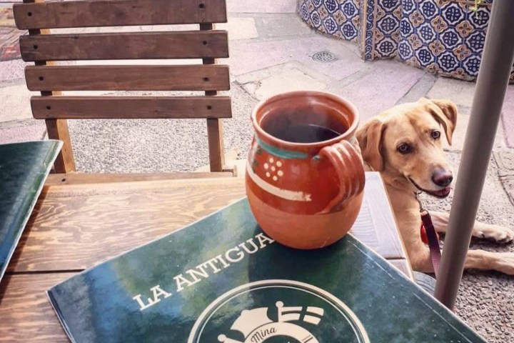 6. Perro en La Antigua Mazatlán. Foto - La Antigua Mazatlán (Facebook)