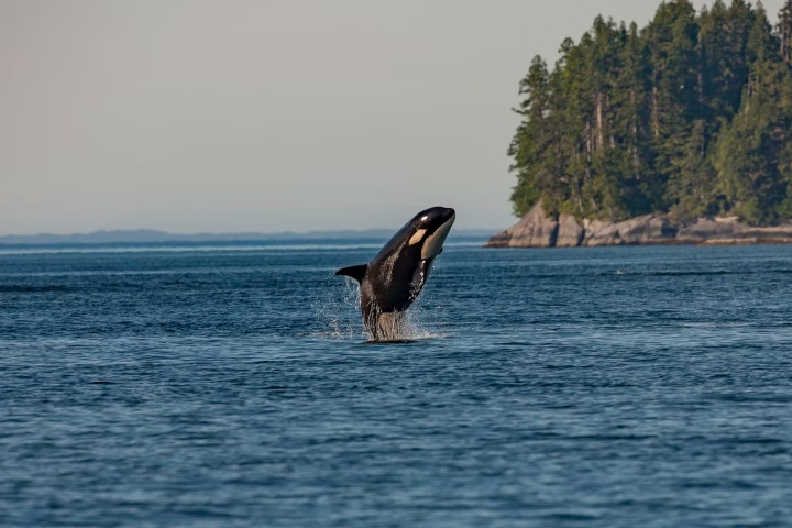 7. Orca. Foto - Thomas Lipke (Unsplash)