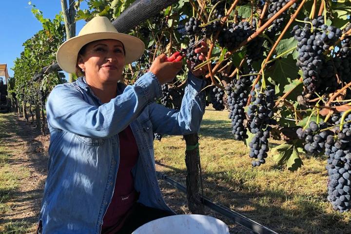 7. Recogida de uvas en el Viñedos La Turbina. Foto - Viñedos La Turbina (Facebook)