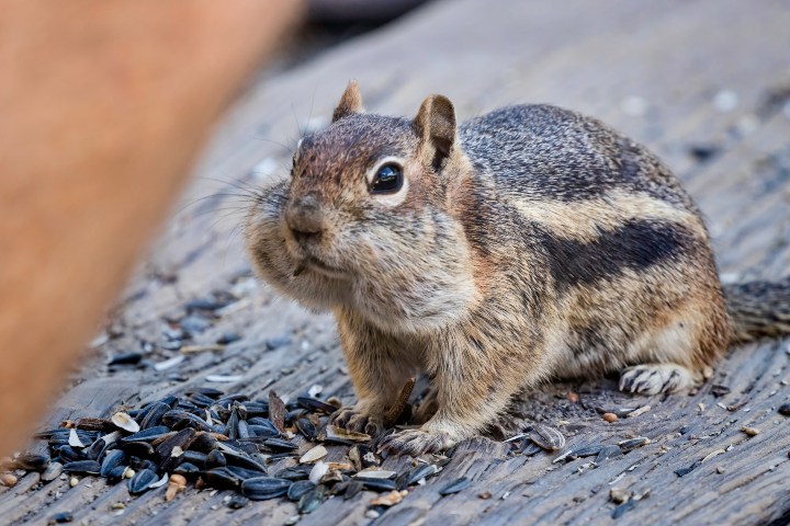 8. Ardilla en St. Elmo, Colorado. Foto - Scott Sanford (Flickr)