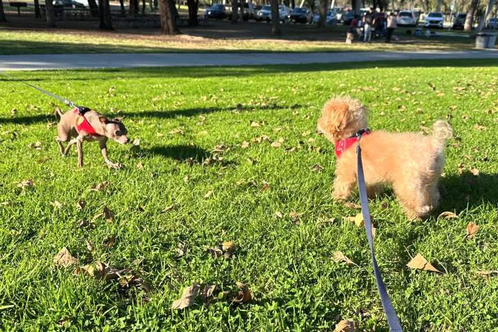 8. Perritos en Ralph B. Clark Regional Park. Foto - @chelsea.toypoodle (Instagram)