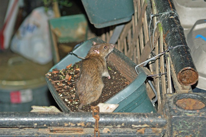 8. Rata en Nueva York. Foto - Wikimedia Commons