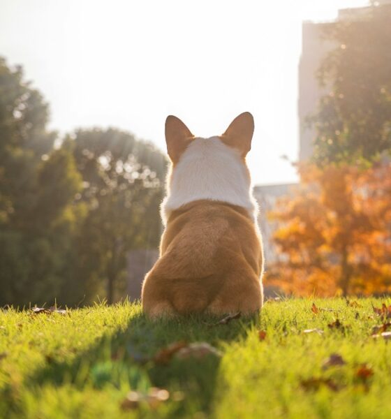 BUENA PARK PET FRIENDLY. Foto - Alvan Nee (Unsplash)