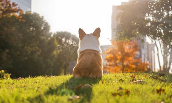 BUENA PARK PET FRIENDLY. Foto - Alvan Nee (Unsplash)