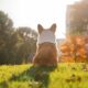 BUENA PARK PET FRIENDLY. Foto - Alvan Nee (Unsplash)