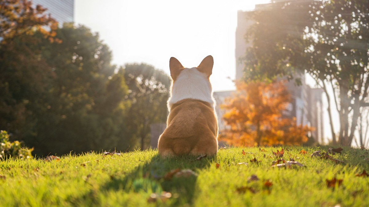 BUENA PARK PET FRIENDLY. Foto - Alvan Nee (Unsplash)
