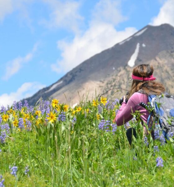 CRESTED BUTTE, LA CAPITAL DE LAS FLORES SILVESTRES EN COLORADO. Foto - crestedbuttewildflowerfest