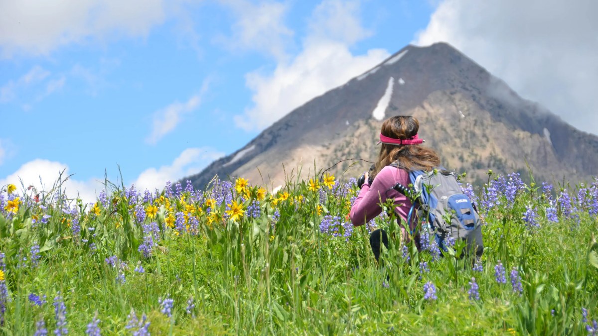 CRESTED BUTTE, LA CAPITAL DE LAS FLORES SILVESTRES EN COLORADO. Foto - crestedbuttewildflowerfest