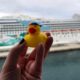 CRUISE DUCKS, LA TRADICIÓN DE ESCONDER PATOS EN CRUCEROS. Foto - The Character Bounder - Thecb.co (Facebook)