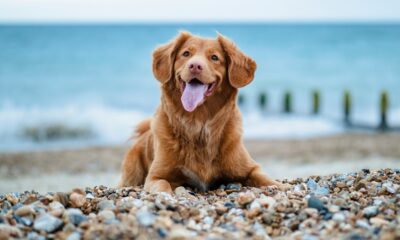 DÍA DEL PERRO 2026 EN MAZATLÁN. Foto - Jamie Street (Unsplash)