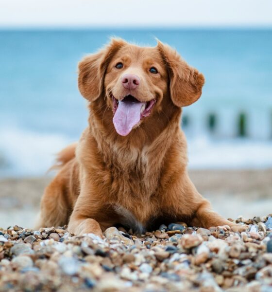 DÍA DEL PERRO 2026 EN MAZATLÁN. Foto - Jamie Street (Unsplash)