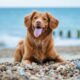 DÍA DEL PERRO 2026 EN MAZATLÁN. Foto - Jamie Street (Unsplash)