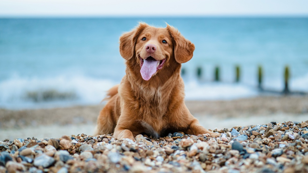 DÍA DEL PERRO 2026 EN MAZATLÁN. Foto - Jamie Street (Unsplash)