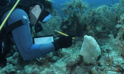 EXPERTOS SE REUNEN PARA SALVAR A LOS ARRECIFES DEL CARIBE. Foto - Archivo Fundación MSC