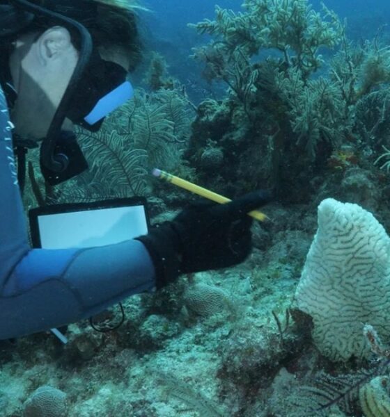 EXPERTOS SE REUNEN PARA SALVAR A LOS ARRECIFES DEL CARIBE. Foto - Archivo Fundación MSC