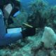 EXPERTOS SE REUNEN PARA SALVAR A LOS ARRECIFES DEL CARIBE. Foto - Archivo Fundación MSC