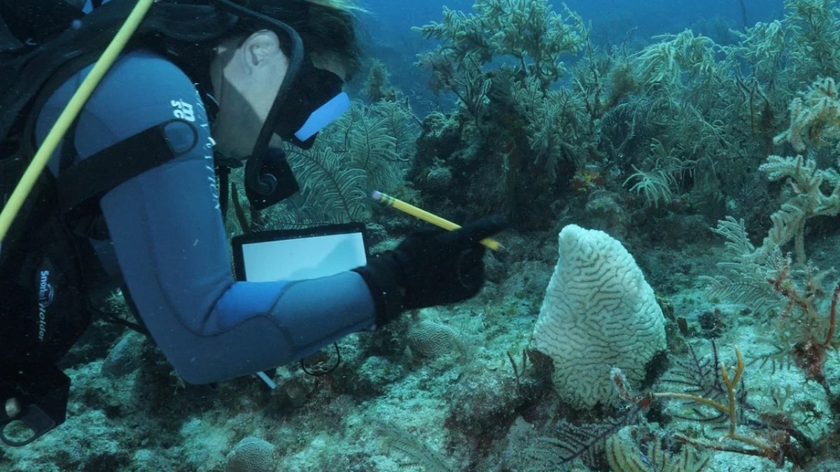 EXPERTOS SE REUNEN PARA SALVAR A LOS ARRECIFES DEL CARIBE. Foto - Archivo Fundación MSC