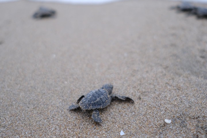 EXTRA. Liberación de tortugas en Campamento Majahua. Foto - @fdiaz.photo (Instagram)