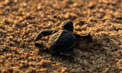 LIBERACIÓN DE TORTUGAS EN COSTALEGRE. Foto - @costalegreoficial (Instagram)