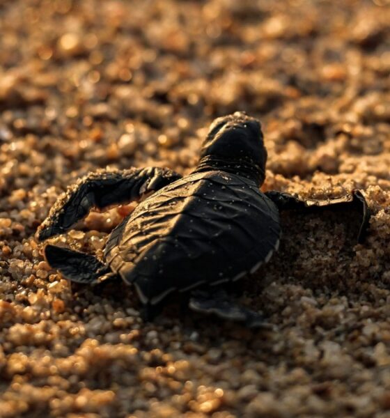 LIBERACIÓN DE TORTUGAS EN COSTALEGRE. Foto - @costalegreoficial (Instagram)