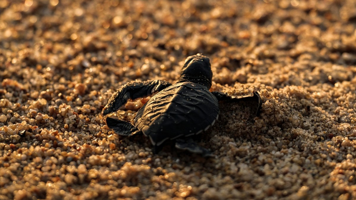 LIBERACIÓN DE TORTUGAS EN COSTALEGRE. Foto - @costalegreoficial (Instagram)