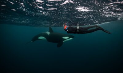 NADO CON ORCAS EN BAJA CALIFORNIA SUR. Foto - @whaletales.diego (Instagram)