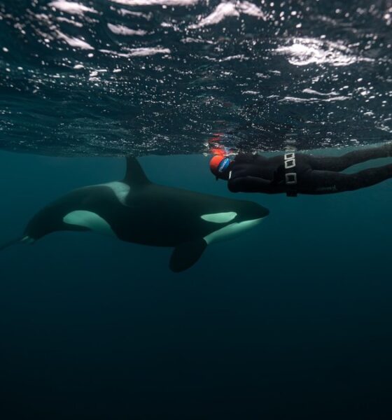 NADO CON ORCAS EN BAJA CALIFORNIA SUR. Foto - @whaletales.diego (Instagram)