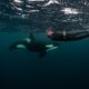 NADO CON ORCAS EN BAJA CALIFORNIA SUR. Foto - @whaletales.diego (Instagram)