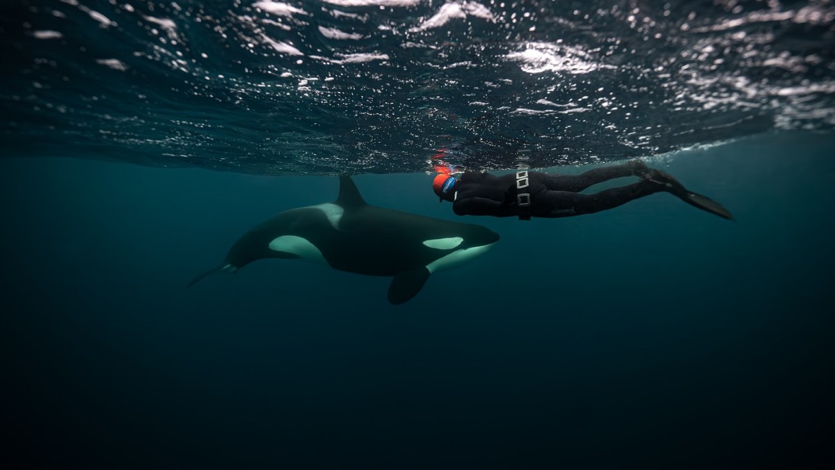 NADO CON ORCAS EN BAJA CALIFORNIA SUR. Foto - @whaletales.diego (Instagram)