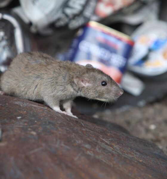 TOUR DE RATAS Y BASURA EN NEW YORK. Foto - Infobel