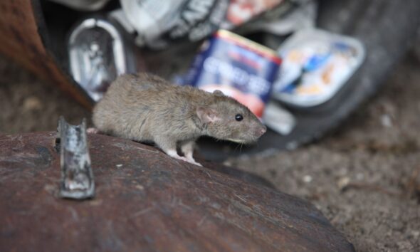 TOUR DE RATAS Y BASURA EN NEW YORK. Foto - Infobel