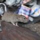 TOUR DE RATAS Y BASURA EN NEW YORK. Foto - Infobel