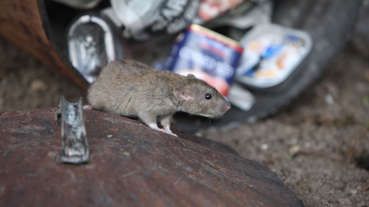 TOUR DE RATAS Y BASURA EN NEW YORK. Foto - Infobel