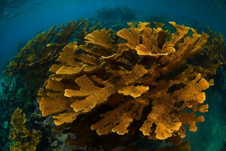 1. Coral Elkhorn. Foto - @blue_sanctuary (Instagram)
