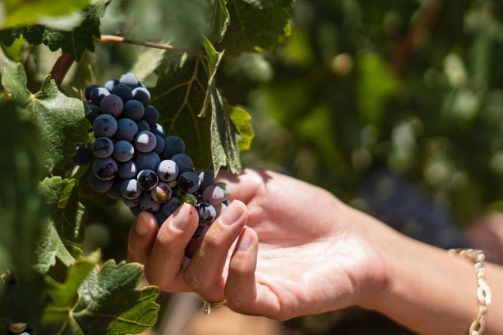 1. Cultivo de uvas. Foto - Vinos L.A. Cetto (Facebook)