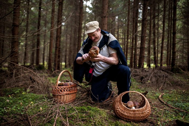 1. Hombre recolectando hongos. Foto - Českokrumlovský deník - Denik