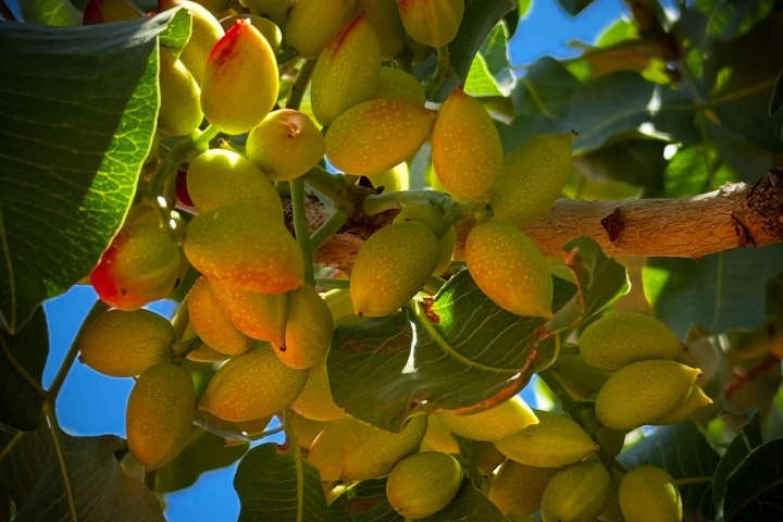 2. Fruto del pistache. Foto - @carol_song_of_joy (Instagram)