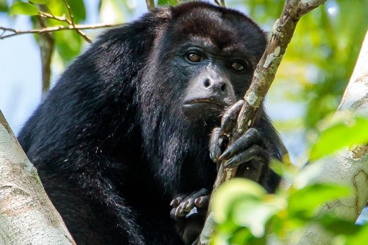 2. Mono aullador negro en Semuc Champey. Foto - Conap Consejo Nacional de Áreas Protegidas﻿ (Facebook)