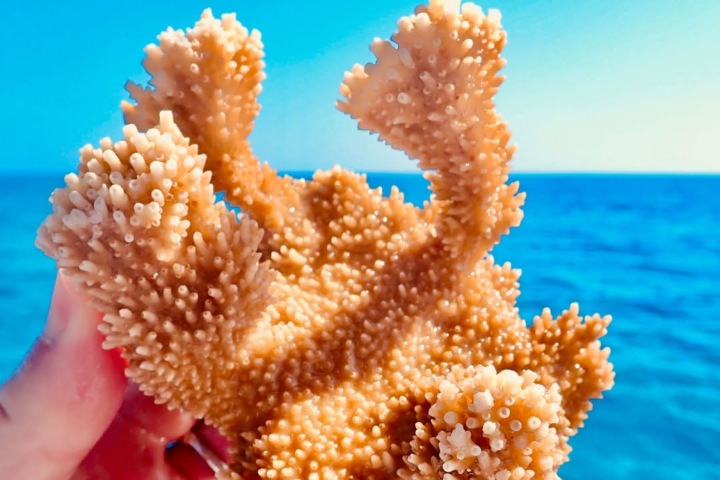 3. Fragmento de coral Elkhorn. Foto - MSC Foundation (Facebook)
