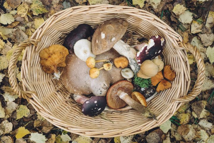 Hongos en cesta. Foto. - Andrew Ridley (Unsplash)