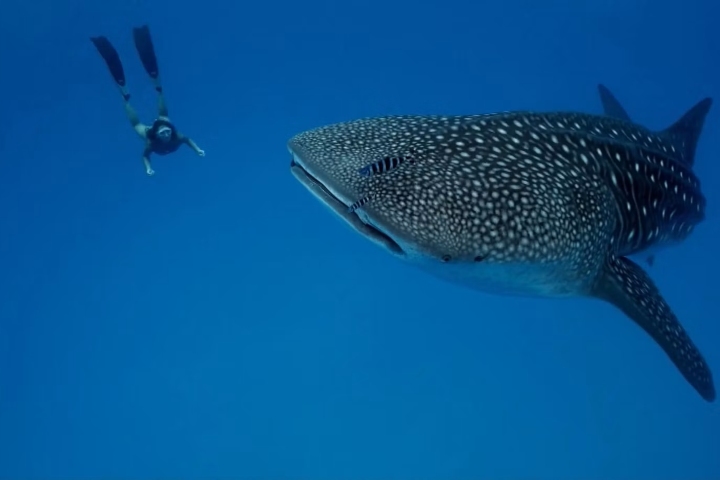 3. Nado con tiburón ballena. Foto - Oleksandr Sushko (Unsplash)