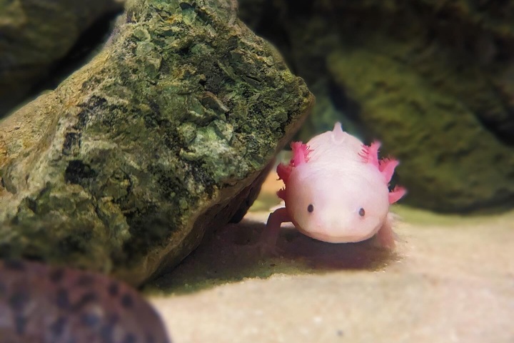 4. Ajolote. Foto - @belleisleaquarium (Instagram)
