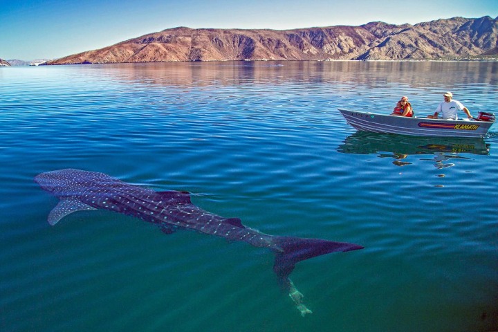 4. Avistamiento de tiburón ballena. Foto - catavina
