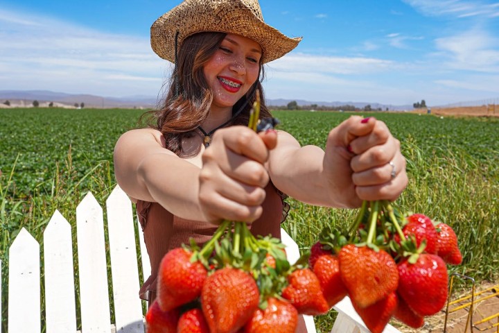 4. Campo de fresas en San Quintín. Foto - Visita San Quintín (Facebook)